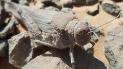 Tuarega insignis