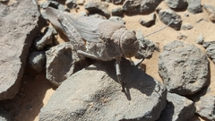 Tuarega insignis
