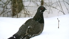 Canachites canadensis canace