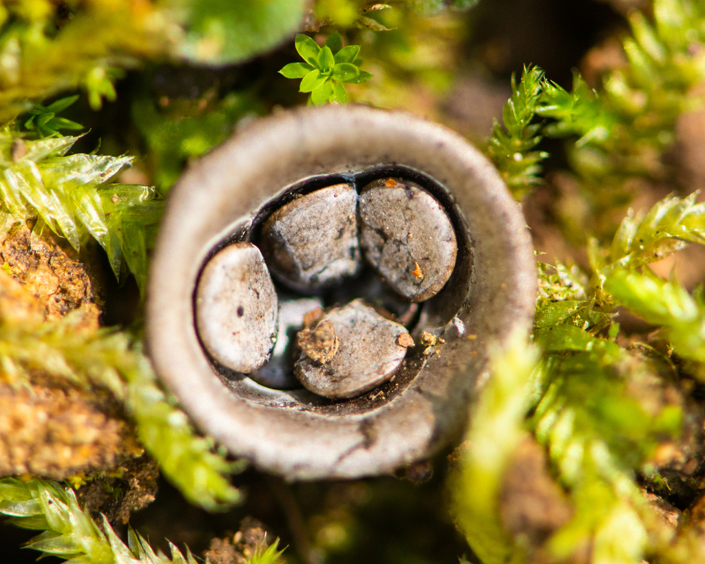 Cyathus olla · October 2023 · photo: © niboldus (iNaturalist, cc-by)