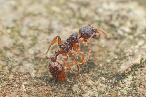 科氏红蚁Myrmica kotokui