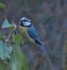 Cyanistes teneriffae teneriffae