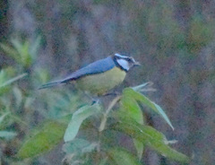 Cyanistes teneriffae teneriffae