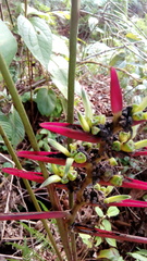 Heliconia lasiorachis