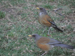 Turdus rufopalliatus
