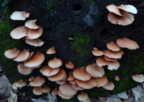 Crépidote applani