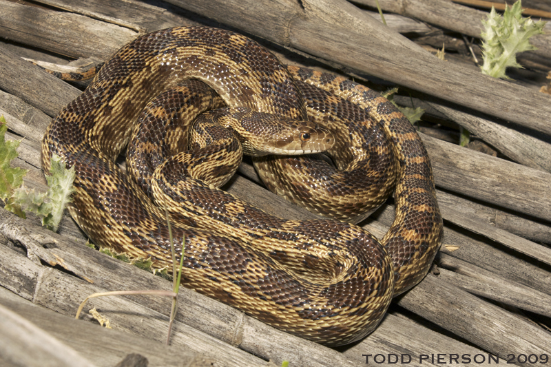 Pacific Gopher Snake (Redwood Regional Park Test Guide VL) · iNaturalist