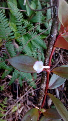 Codonanthopsis uleana