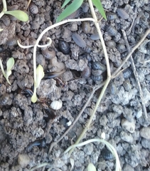 Armadillidium vulgare