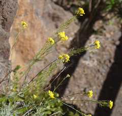 Descurainia bourgaeana image