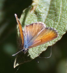 Cyclyrius webbianus