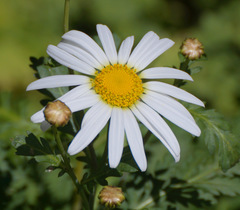 Argyranthemum