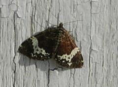 Rheumaptera hastata