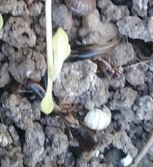 Forficula auricularia