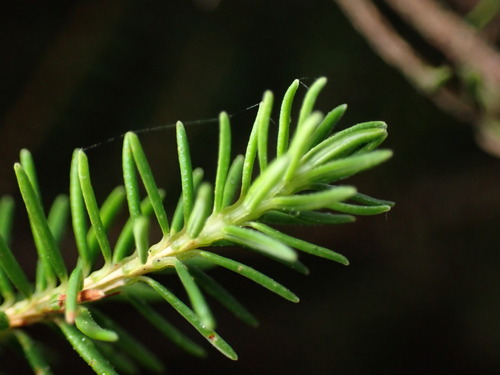 Island Besom Heath