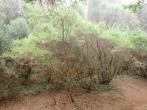 Image of Adenocarpus foliolosus by (c) W Rao, some rights reserved (CC BY)