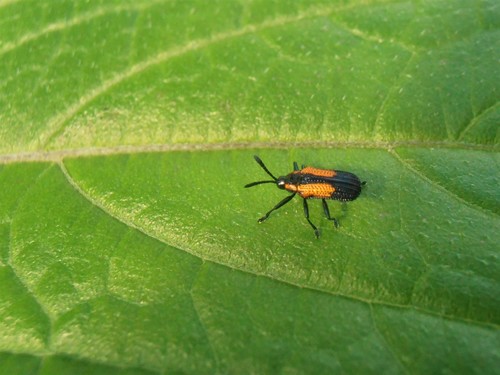 Pentispa viturati · iNaturalist