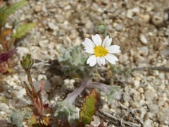 Eriophyllum wallacei rubellum