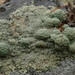 Opinicon Rock-posy Lichen - Photo (c) Hans, some rights reserved (CC BY-NC), uploaded by Hans