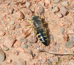 Bembix americana spinolae