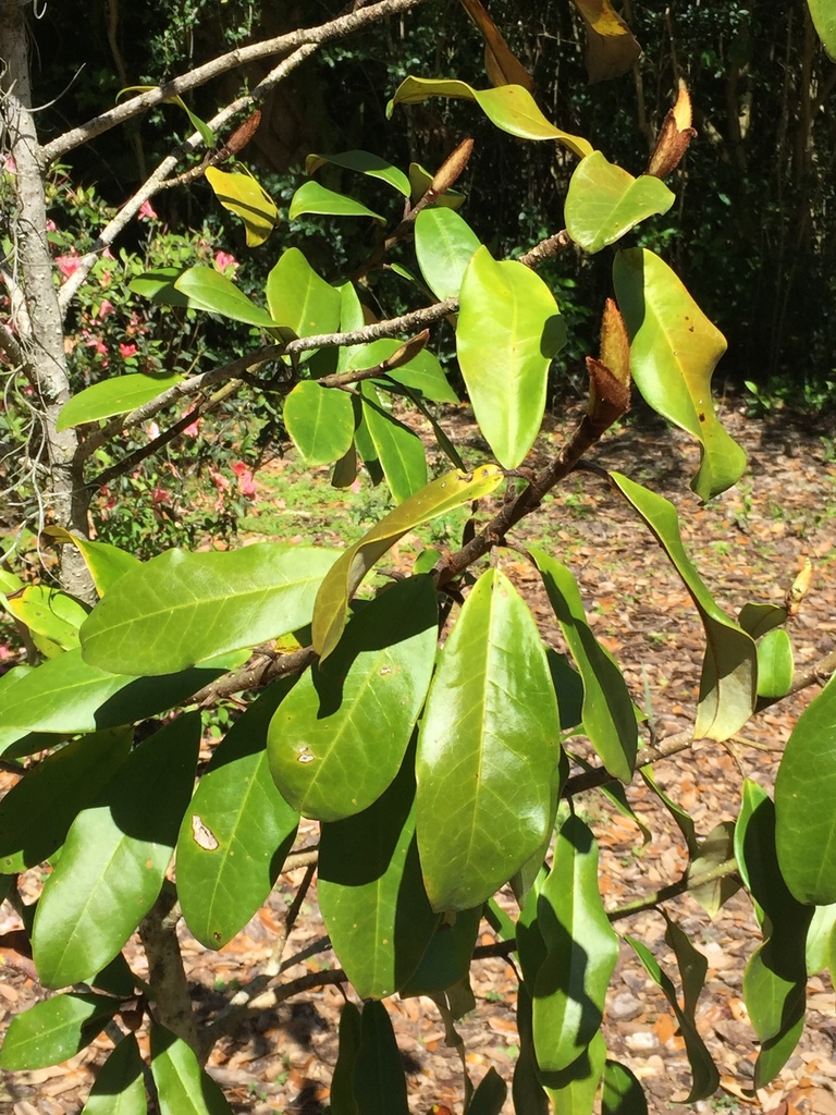 Magnolia kwangsiensis (Magnolia kwangsiensis)