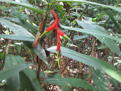 Heliconia juruana