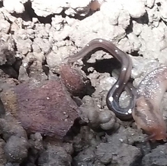 Endeavouria septemlineata