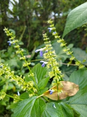 Salvia longispicata