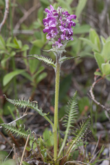 Pedicularis sudetica interior