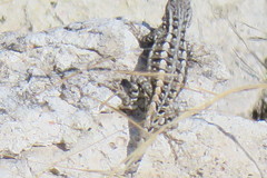 Sceloporus jalapae
