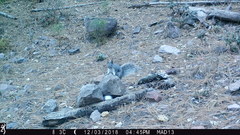 Sciurus aberti barberi
