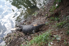 Varanus salvator salvator