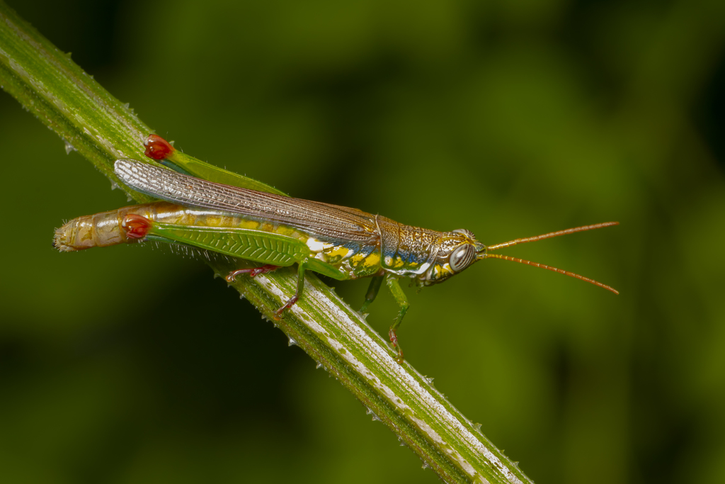 Stenopola bohlsii