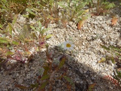 Eriophyllum wallacei rubellum