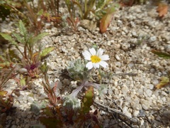 Eriophyllum wallacei rubellum