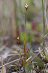 Juncus triglumis