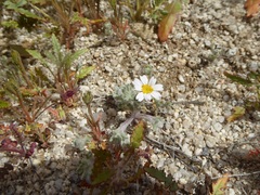 Eriophyllum wallacei rubellum