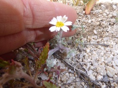Eriophyllum wallacei rubellum