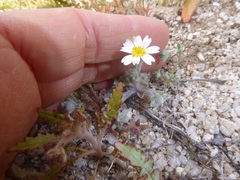 Eriophyllum wallacei rubellum