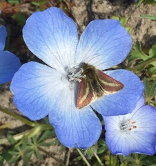 Heliolonche modicella