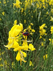 Purpuricenus kaehleri