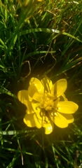 Ranunculus californicus cuneatus