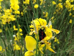 Purpuricenus kaehleri