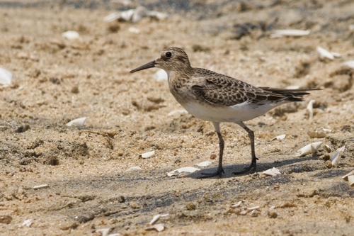 Baird's Sandpiper (Calidris bairdii)
