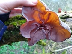 Auricularia auricula-judae