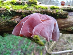 Auricularia auricula-judae