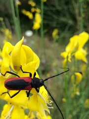 Purpuricenus kaehleri