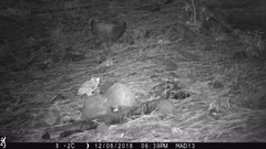 Megascops trichopsis