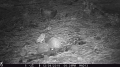 Megascops trichopsis