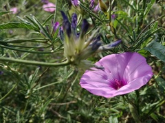 Convolvulus althaeoides althaeoides